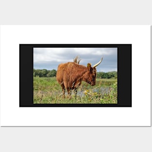 Highlander cow Posters and Art